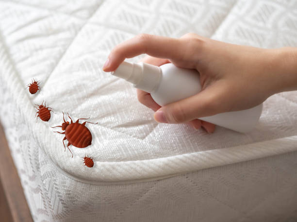 Best Ant Control Services  in Mountain Home Af, ID